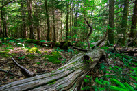 Pisgah National Forest